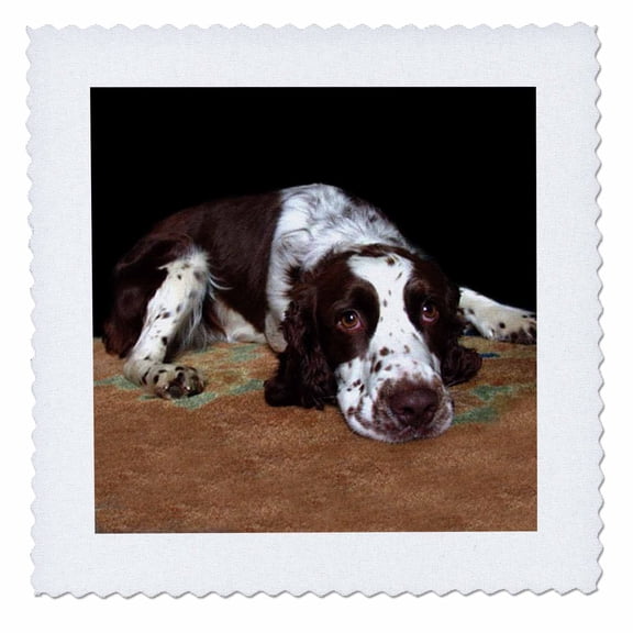 3dRose, English Springer Spaniel, 10x10 inch quilt square