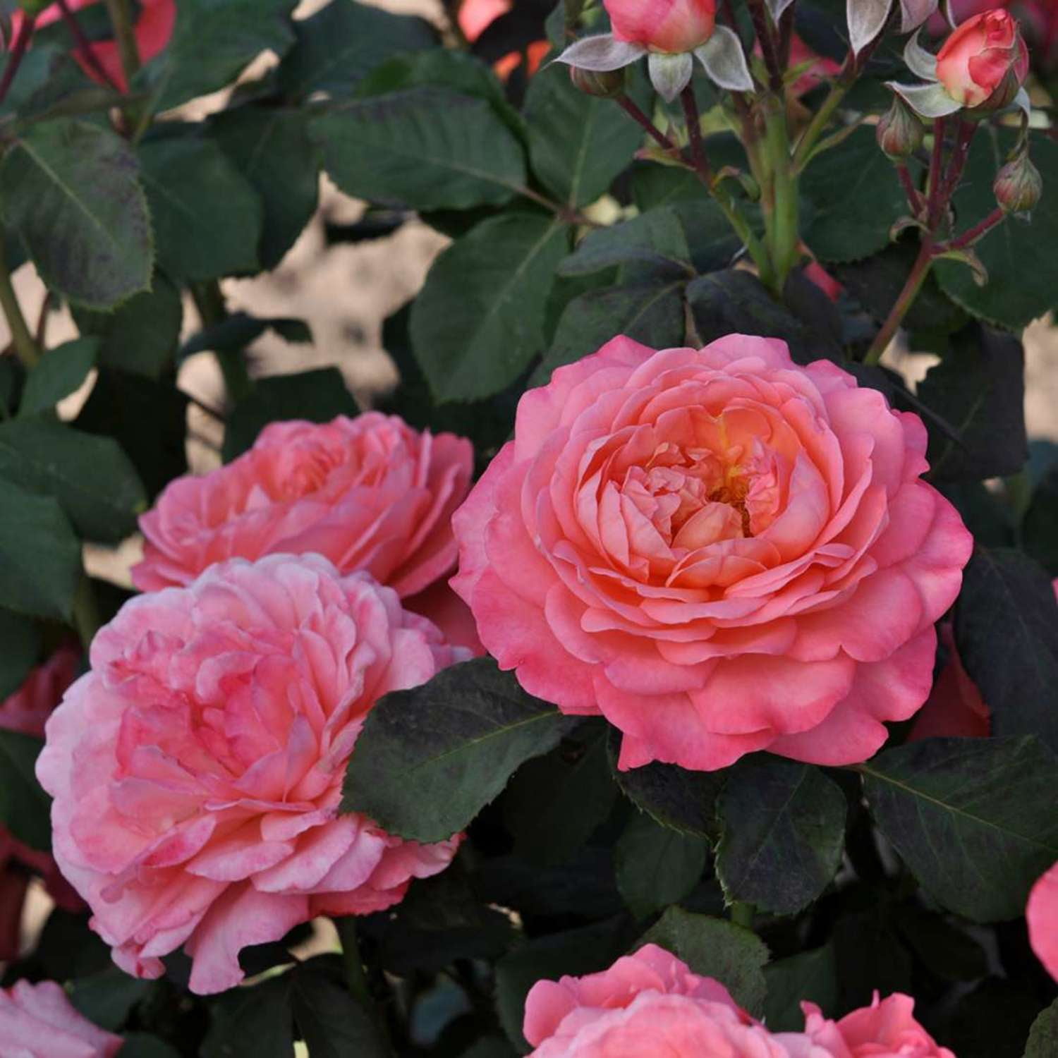 Proven Winners ColorChoice 6" Pink Reminiscent Coral Rose Live Plant in 7.5" Pot