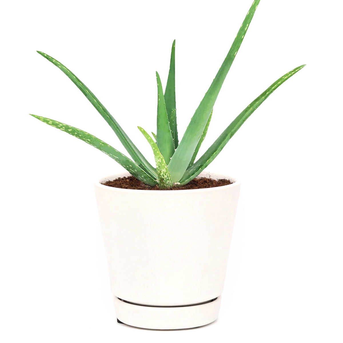 Aloe Vera (6"+ Minimalist Pot) Indoor, Outdoor Plant Live, Healthy Plant Bright, Direct