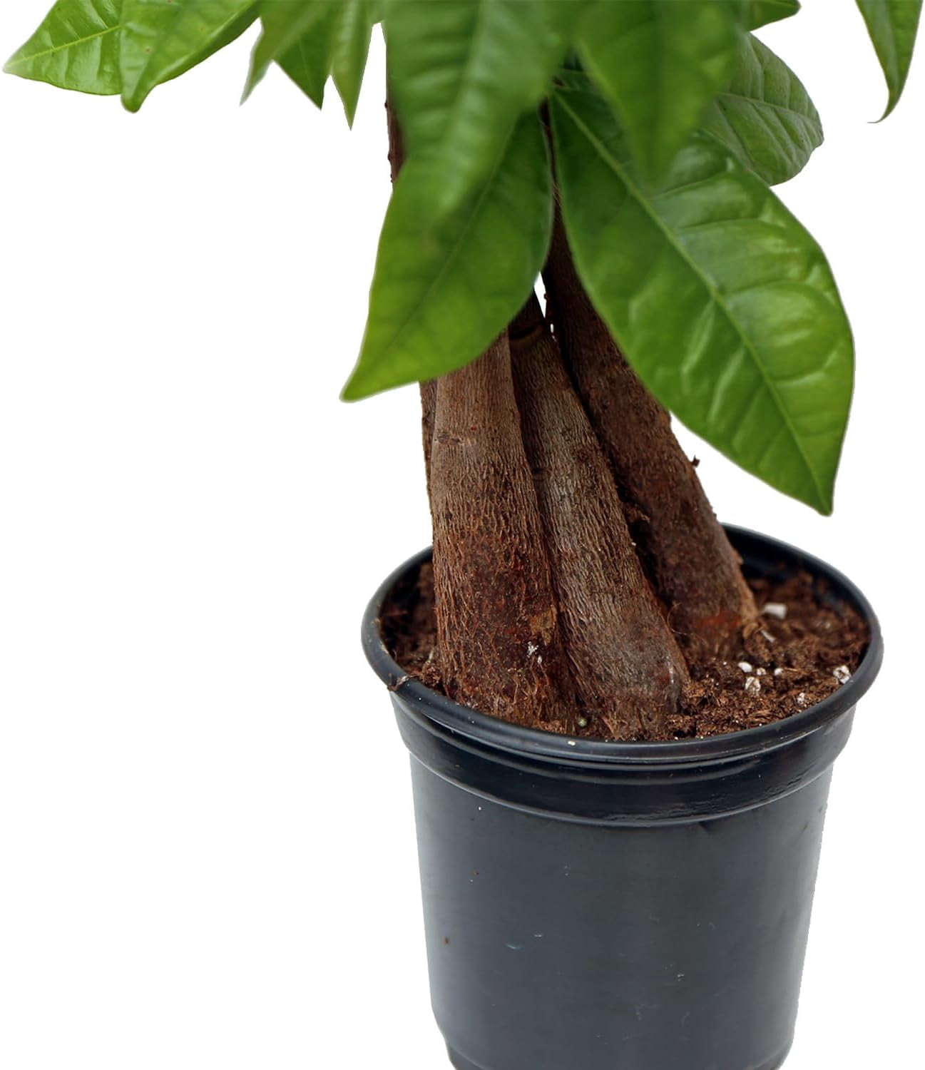 Live Money Tree, Pachira Aquatica, Good Luck Tree, Housewarming Gift for The First Home, Christmas Gift, Mother's Day Gift, Valentine's Gift for Her, Evergreen Indoor Plant in 4" Pot