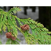 Western Red Cedar | Medium Tree Seedling