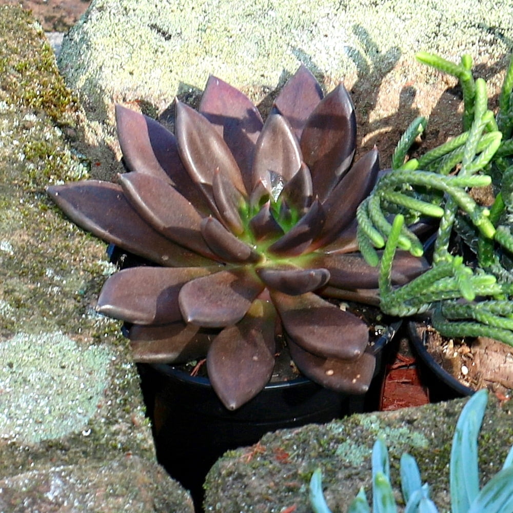 4 in. Echeveria Serrana Live Succulent Plant with Bright Indirect Sun (3-Pack)