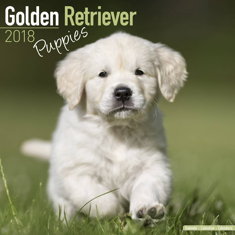 golden-retriever-puppies-calendar-2018-dog-breed-calendar-wall-calendar-2017-2018-walmart