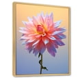 thumbnail image 2 of Designart "Dancing In Coral And Blue Dahlias I" Dahlia Floater Framed Canvas Art Print, 2 of 5