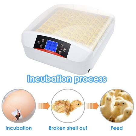 Low Temperature Incubator Yescom Digital 56 Egg Incubator Hatcher Temperature Control Automatic Turning with Built-in LED Candler ()