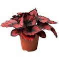 thumbnail image 5 of Red Kiss Begonia - 3 Live Starters in 2 Inch Pots - Begonia Rex 'Red Kiss' - Extremely Rare and Beautiful Vining Indoor Houseplant - Air Purifying, 5 of 9