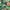 Natalia Alpine, variant on Jordan Manufacturing 72" x 22" Rebecca Asparagus Green Floral Rectangular Outdoor Chaise Lounge Cushion with Ties and Hanger Loop