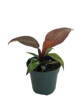McColley's Finale Philodendron - 4
