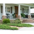 thumbnail image 2 of Expert Gardener Blue Pacific Juniper (2.5 Quart) Low-Growing Evergreen Groundcover - Live Outdoor Plant, 2 of 6