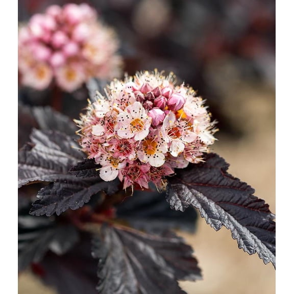 Fireside® Ninebark