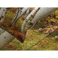thumbnail image 4 of Ambesonne Fall Quilted Bedspread Set 3 Pcs, White Birch Trees Serenity, Queen Size, Multicolor, 4 of 5