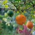 thumbnail image 3 of 6PCS Fruit Fly Trap Balls, Sticky Fly Traps for Fruit Trees, Hanging Insect Gnat Traps for Orchard Garden, Reusable Pest Control for Citrus, Apple, Orange Trees, 3 of 9