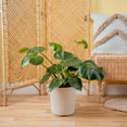 thumbnail image 4 of 24" Monstera Deliciosa Live House Plants in 10" Décor Pot, 4 of 10