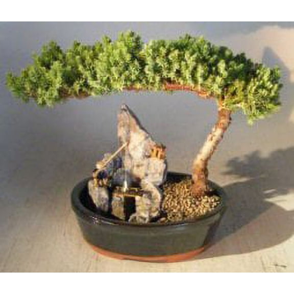Juniper Bonsai Tree - Large Stone Landscape Scene 10 years old, 10" - 11" tall Perfect for Home and Garden