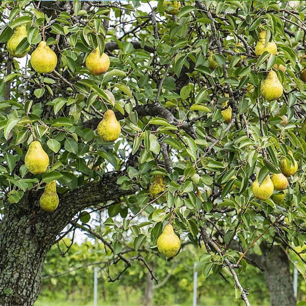 Southern Living 2-3 ft. tall Kieffer European Pear Live Tree in 5-Gallon Grower Pot