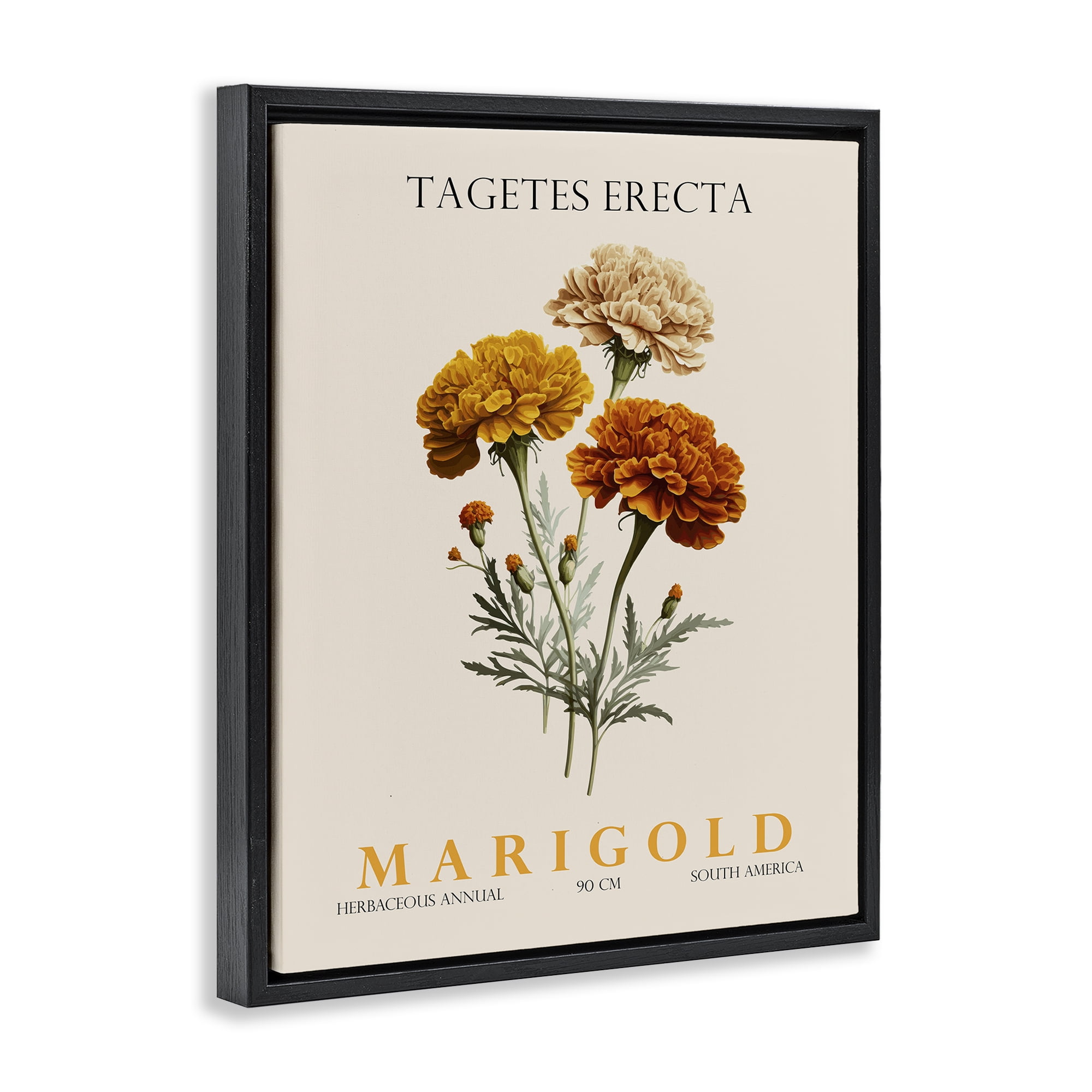Stupell Industries Natural Marigold Bundle Black Framed Floater Canvas Wall Art, design by Christopher Giampietro