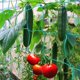 thumbnail image 3 of Red de enrejado de plantas Red de escalada de plantas Red de soporte de servicio pesado de nylon para frijoles Frutas Verduras (1.8 X 1.8m),11 Feliz Sencillez, 3 of 5