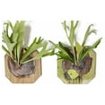 TiaGOC Staghorn Fern Mounted on a Cedar Plank Wholesale and Bulk