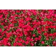 thumbnail image 2 of Seedville 500 Linum Grandiflorum Rubrum Flower Seed, 2 of 11
