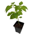 thumbnail image 2 of Fooled You Jalapeno Pepper Plant - Mild/Great Flavor - 2.5" Pot, 2 of 4