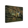 thumbnail image 2 of Trademark Fine Art 'Feathered Friends' Canvas Art by Kirk Reinert, 2 of 3