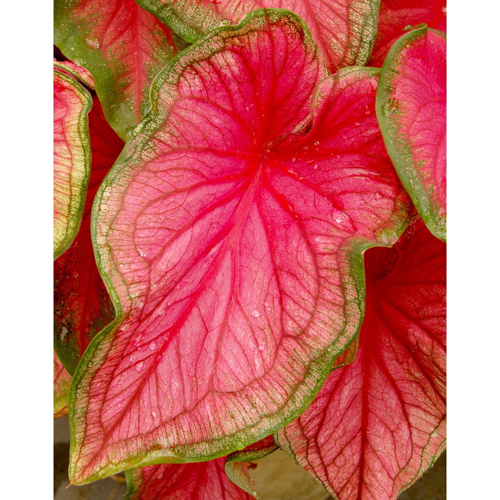 Sweetheart Caladium 3 Bulbs Pink & Green Foliage