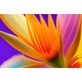 thumbnail image 4 of Stephen Chambers 14x11 White Modern Wood Framed Wall Art Titled - Flower17, 4 of 6
