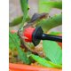 thumbnail image 3 of 200 Uds. Gotero Riego 8 Agujeros Riego Por Microgoteo Ajustable para Jardín, 3 of 9