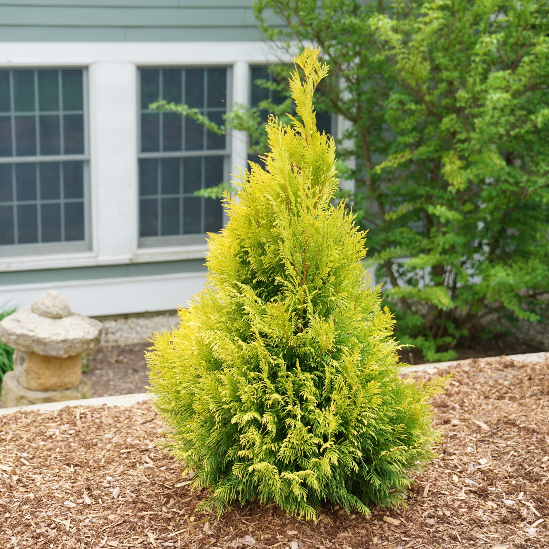 Proven Winners ColorChoice 6" Fluffy Western Arborvitae Live Plant in 7.5" Pot