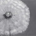 thumbnail image 3 of Atelier B Art Studio 20x20 Black Modern Framed Museum Art Print Titled - Dandelion Puff Ball, 3 of 5