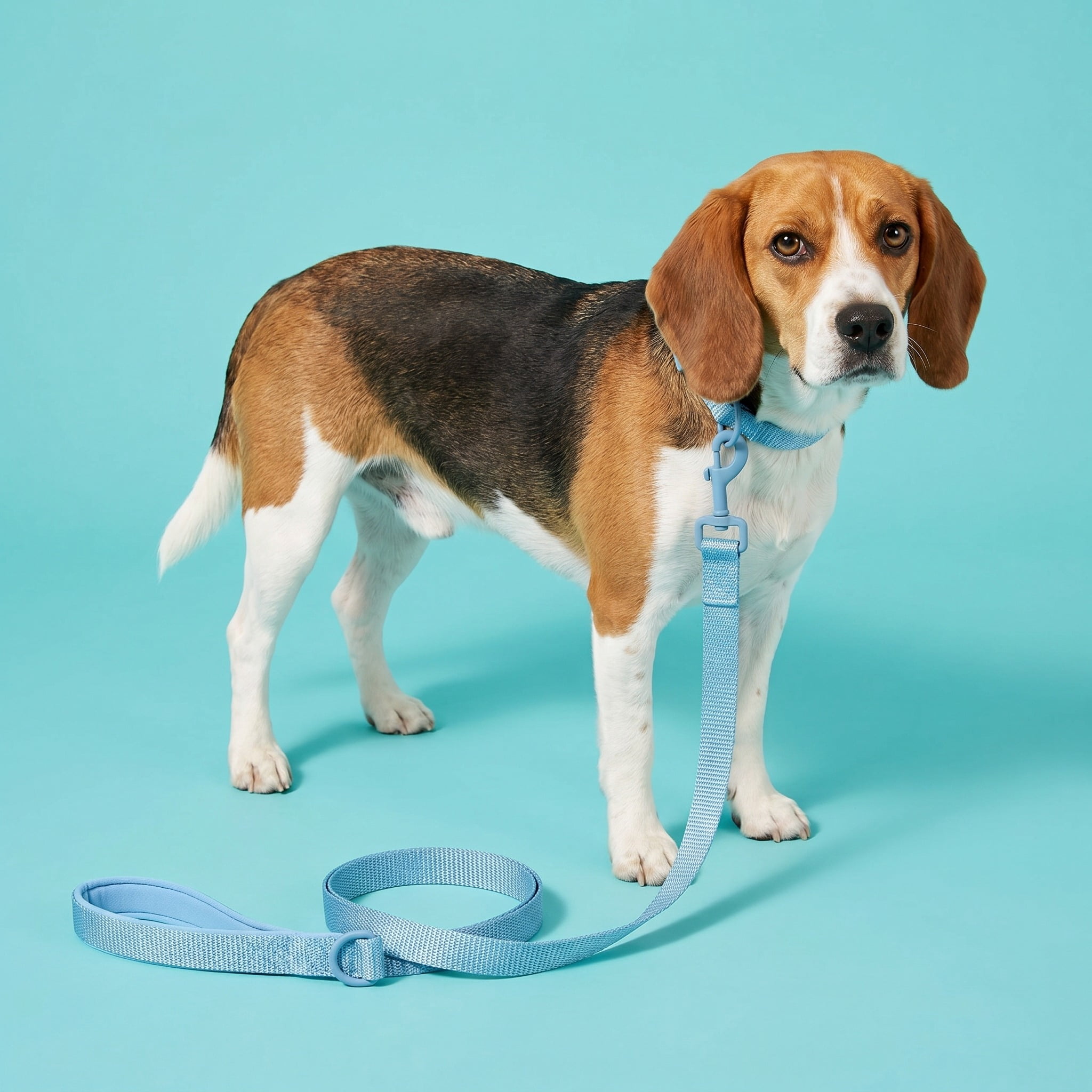 Vibrant Life 6' Neoprene Cushioned Leash, Soft Blue, M/L