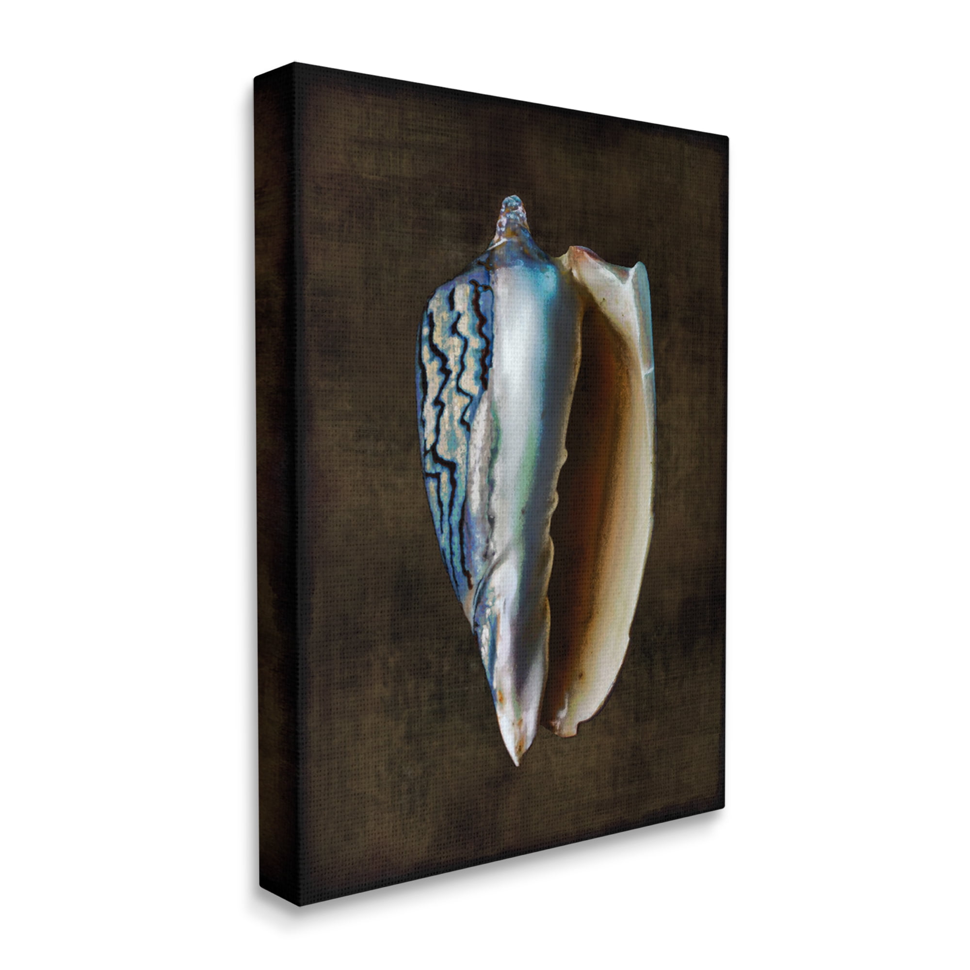 Stupell Industries Conch Shell on Black Nature Painting Gallery Wrapped Canvas Print Wall Art, 16 x 20