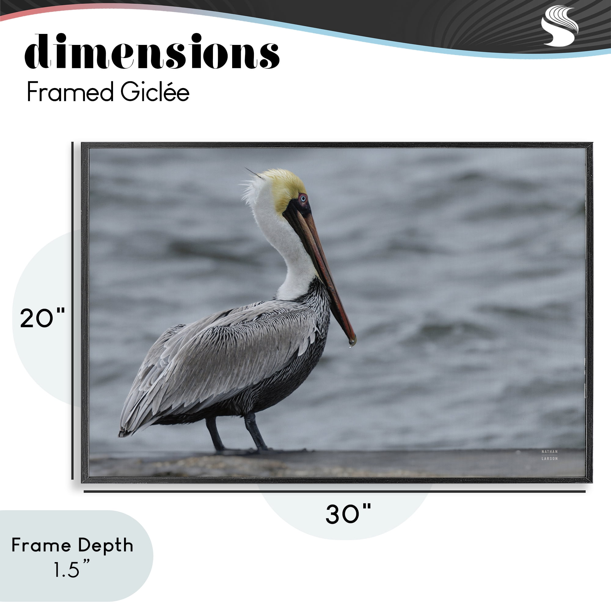 Stupell Industries Pelican Watch Photography Black Framed Giclee Art, design by Nathan Larson