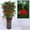 A, variant on New Year Decoration Set Spring Festival Chinese Knot Decoration Fortune New Year Family Restaurant Family Car Tree Spring Festival Decoration