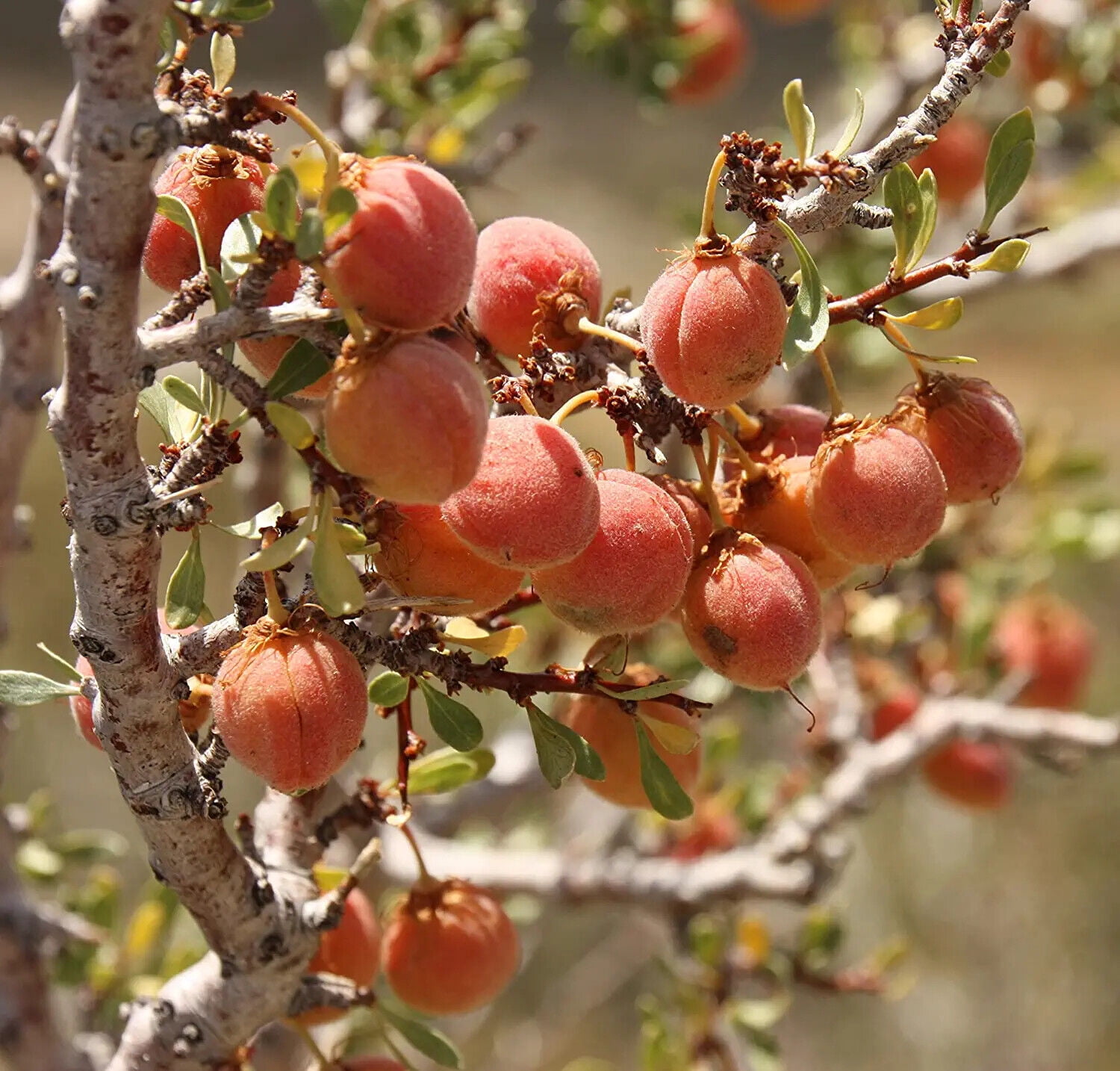 5 Desert Peach Bush Seeds for Planting Prunus andersonii