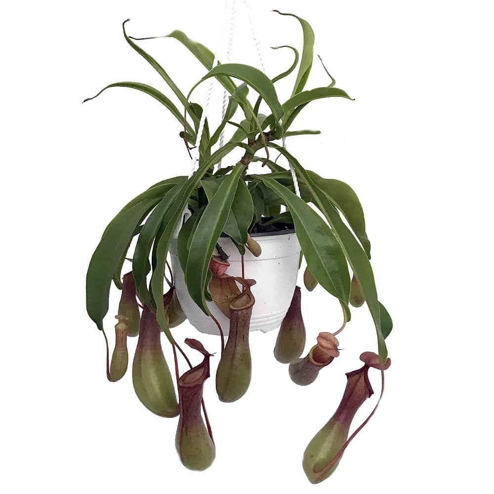 Asian Pitcher Plant Nepenthes Carnivorous Exotic 6" Hanging