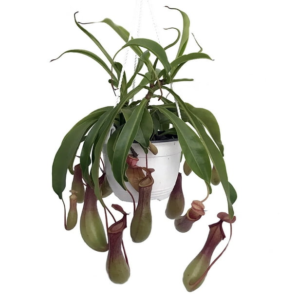 Asian Pitcher Plant Nepenthes Carnivorous Exotic 6" Hanging Basket