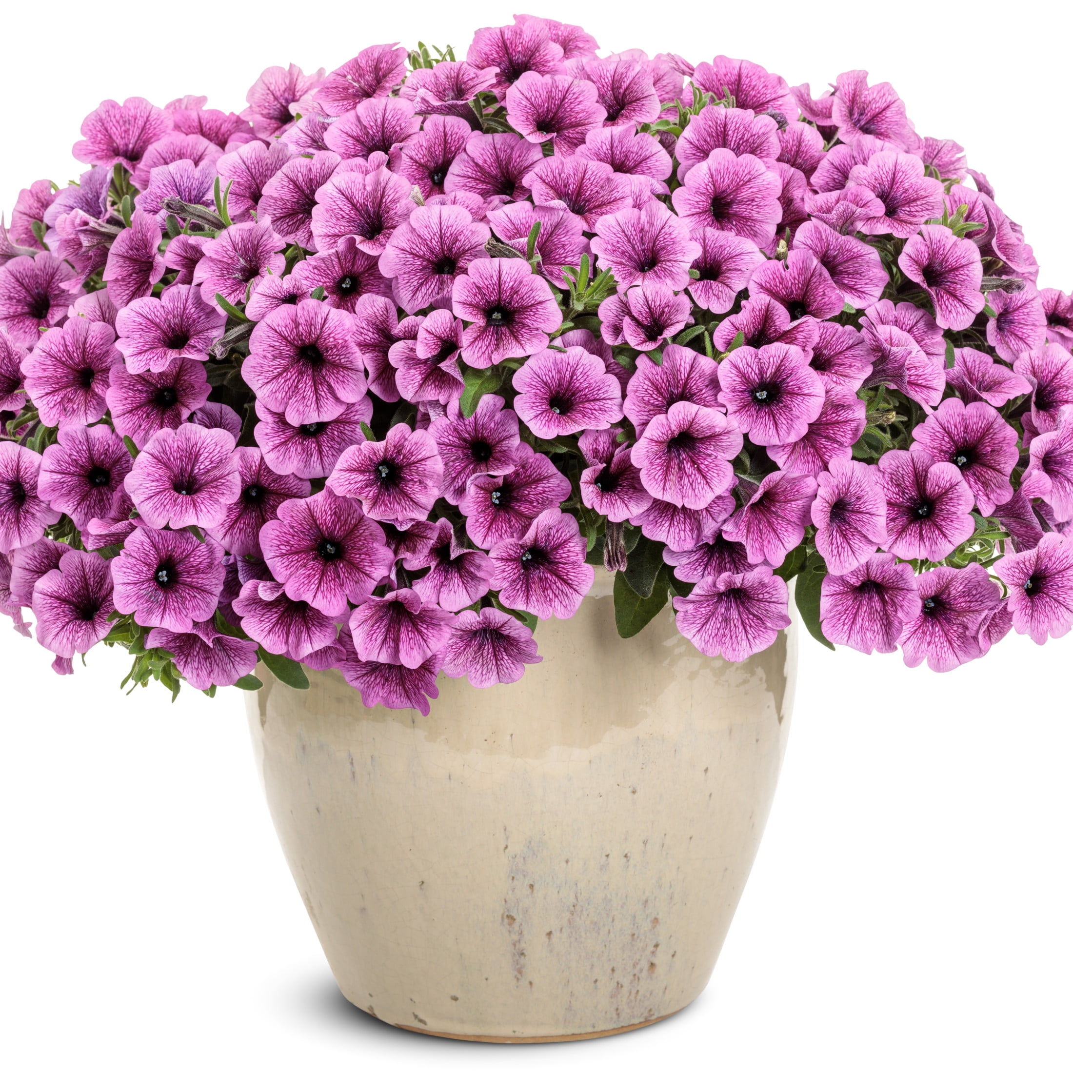 Proven Winners 4" Pink Supertunia Mini Vista Plum Veined Petunia Live Plant in 4.25" Pot (4 Count)