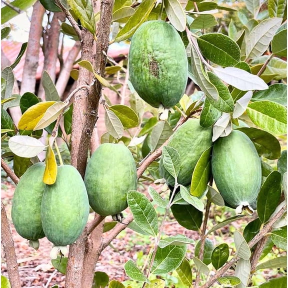 Guava Tree Live Plant for Planting, Pineapple Guava Plant Live 4 to 6 Inc Tall, Tropical Guava Fruit Tree for Planting Indoor Outdoor Garden