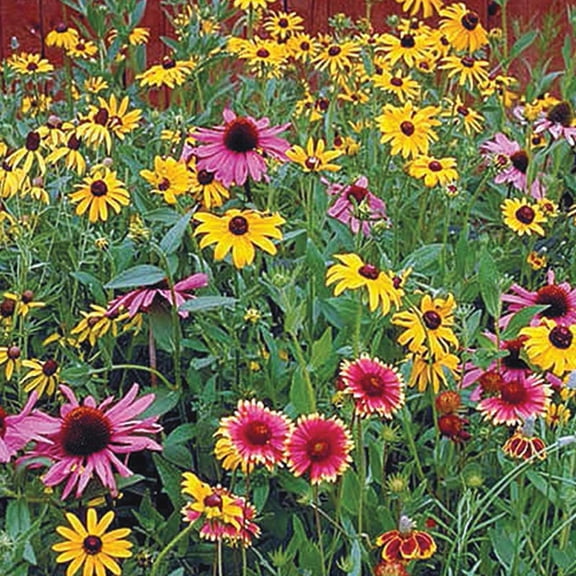 Gurney's Native Wildflower Mixture Flowering Perennial Plant Seeds, Native Flowers