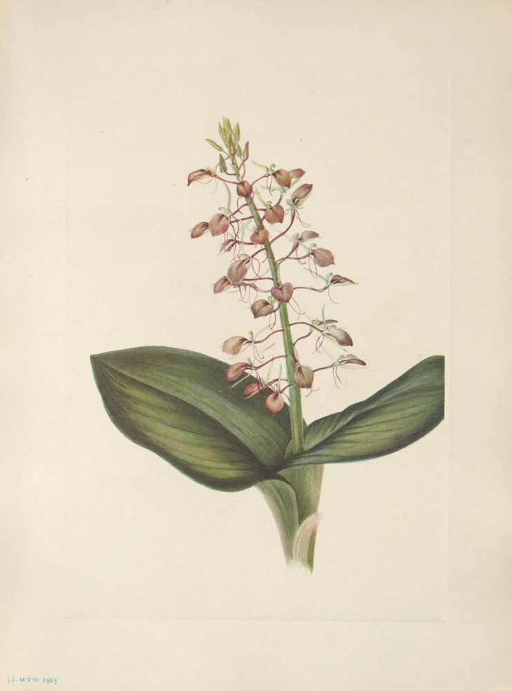 N American Wild Flo