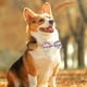 thumbnail image 3 of Dinheiro Pet tie collar de sujeción corbata | | perros y gatos interesantes y encantadores, cómodos y, 3 of 5