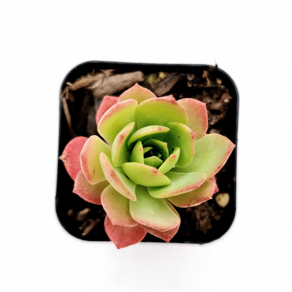 Sedeveria 'Green Rose' Succulent Live Plant 2 Inch for Indoor Outdoor Home Office Garden Decor