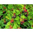 thumbnail image 4 of 50 Seeds WHITEBARK Black RASPBERRY Blackcap Rubus Leucodermis Fruit Berry, 4 of 10