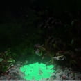 thumbnail image 4 of DPTALR 200Pcs Glow In Dark Pebbles Stone Home Garden Walkway Aquarium Fish Tank, 4 of 8
