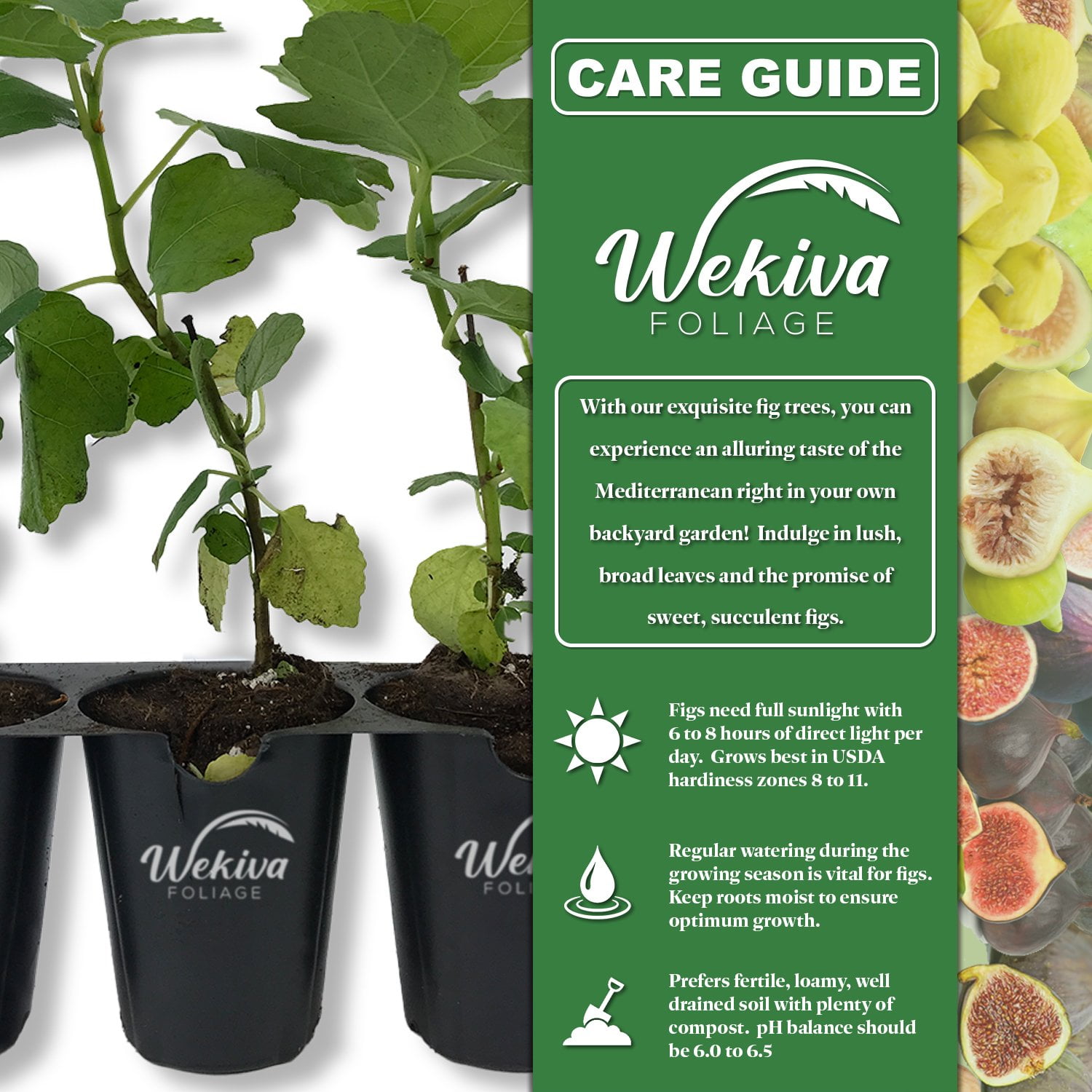 Black Mission Fig Tree - 2 Live Starter Plants - Ficus Carica - Edible Fruit Tree for The Patio and Garden