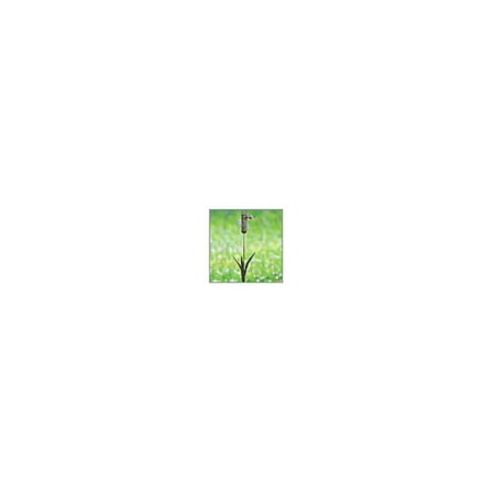 027452025054 Upc Cattail Wire Mesh Ground Stake Decorative Bird
