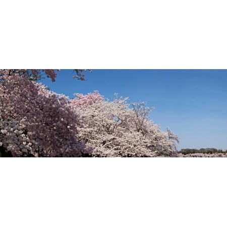 Cherry Blossom trees in bloom at the National Mall Washington DC USA Stretched Canvas - Panoramic Images (36 x