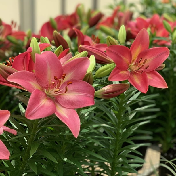 Lily Summer Sky LA Hybrid Live Perennial Bulbs (5-Pack