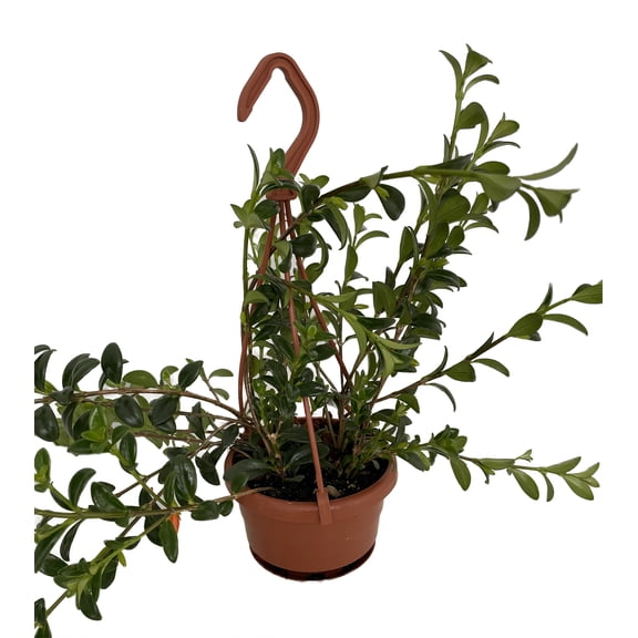 Green Cheerio Goldfish Plant - Nematanthus - 4" Mini Hanging Basket